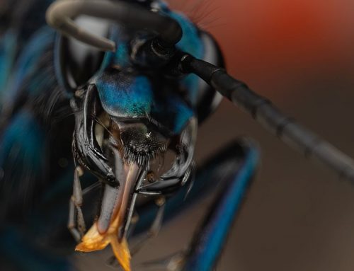Congreso Nacional de Entomología